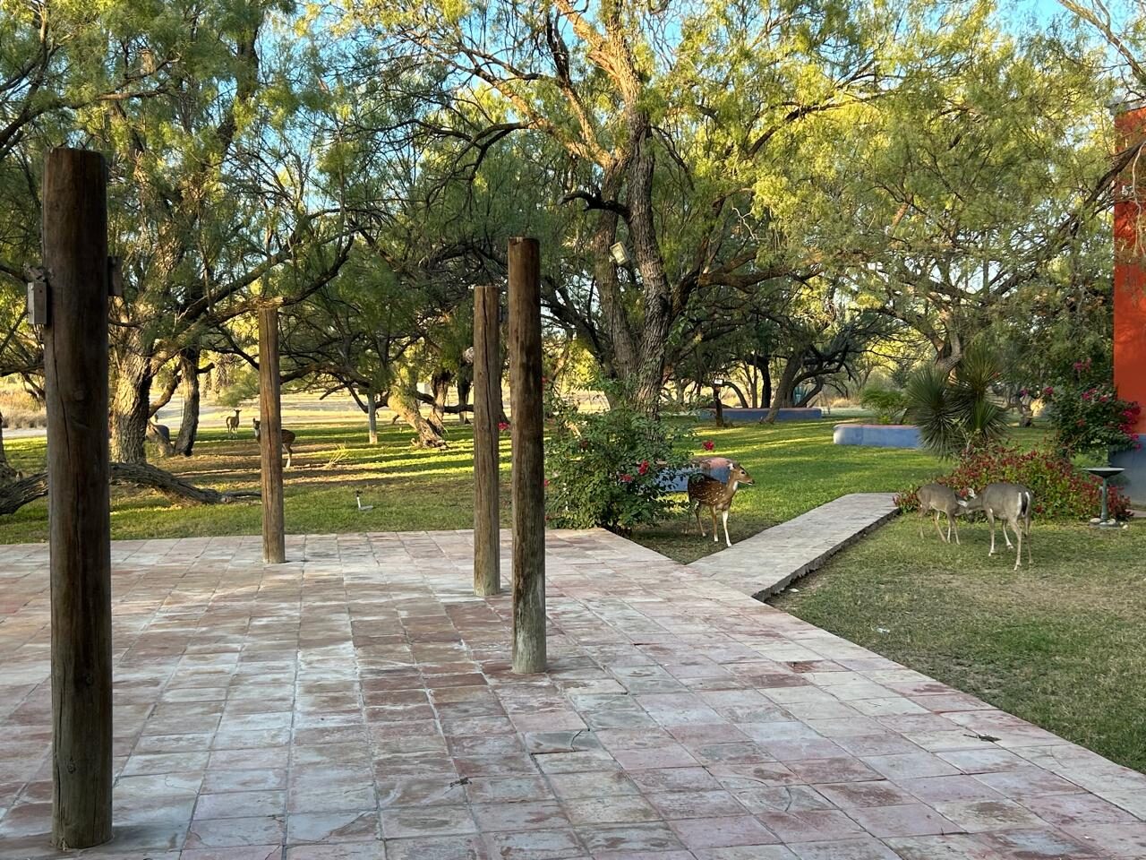 Venados en el patio del rancho, entre árboles de mezquite