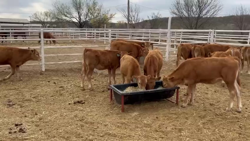 Ganado en el bebedero